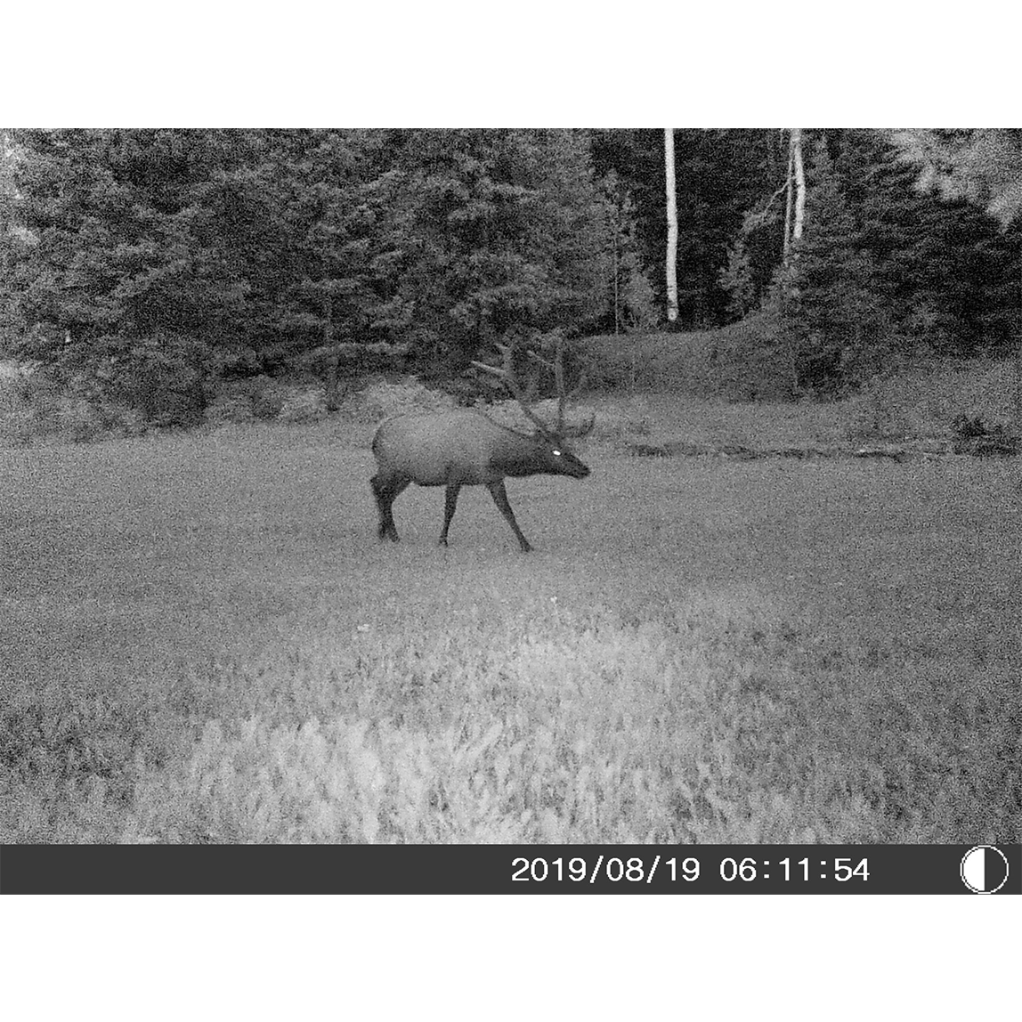 5 Megapixel Trail Camera (Time and Date Stamp) + 4GB Memory Card ...